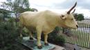 bullock BANANA
who died nearby at Bananas Gully and gave his name to the town and shire of Banana