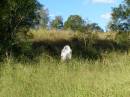 
HoyaBoonah Baptist Cemetery, Boonah Shire
