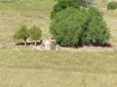 
Kalbar St Markss Lutheran cemetery, Boonah Shire

