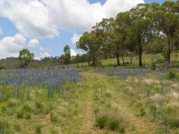 Cemetery near Upper Turon Road,  | Sofala,  | New South Wales  | 