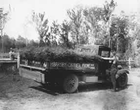 Tins of tubed hoop pine seedlings - Imbil