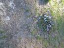 Tea Gardens cemetery, Great Lakes, New South Wales