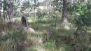 

Willsons Downfall cemetery,Tenterfield, NSW

