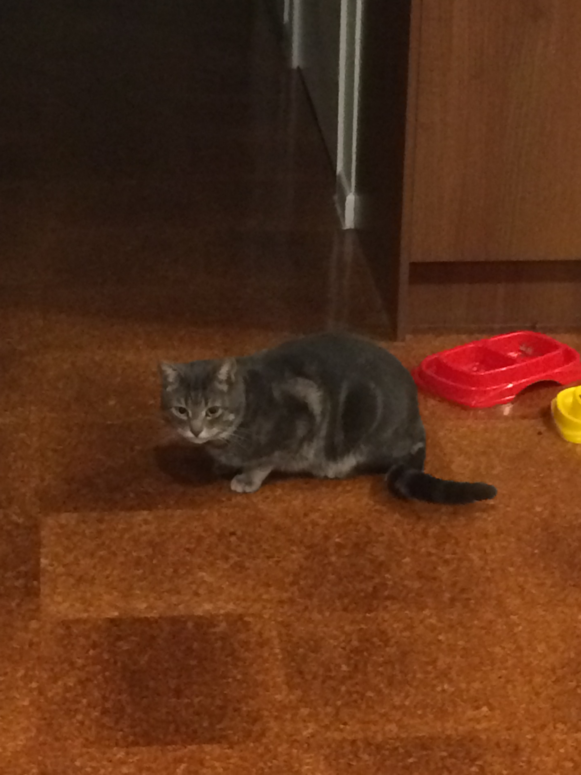 First photo of
      the unknown cat, later Mika