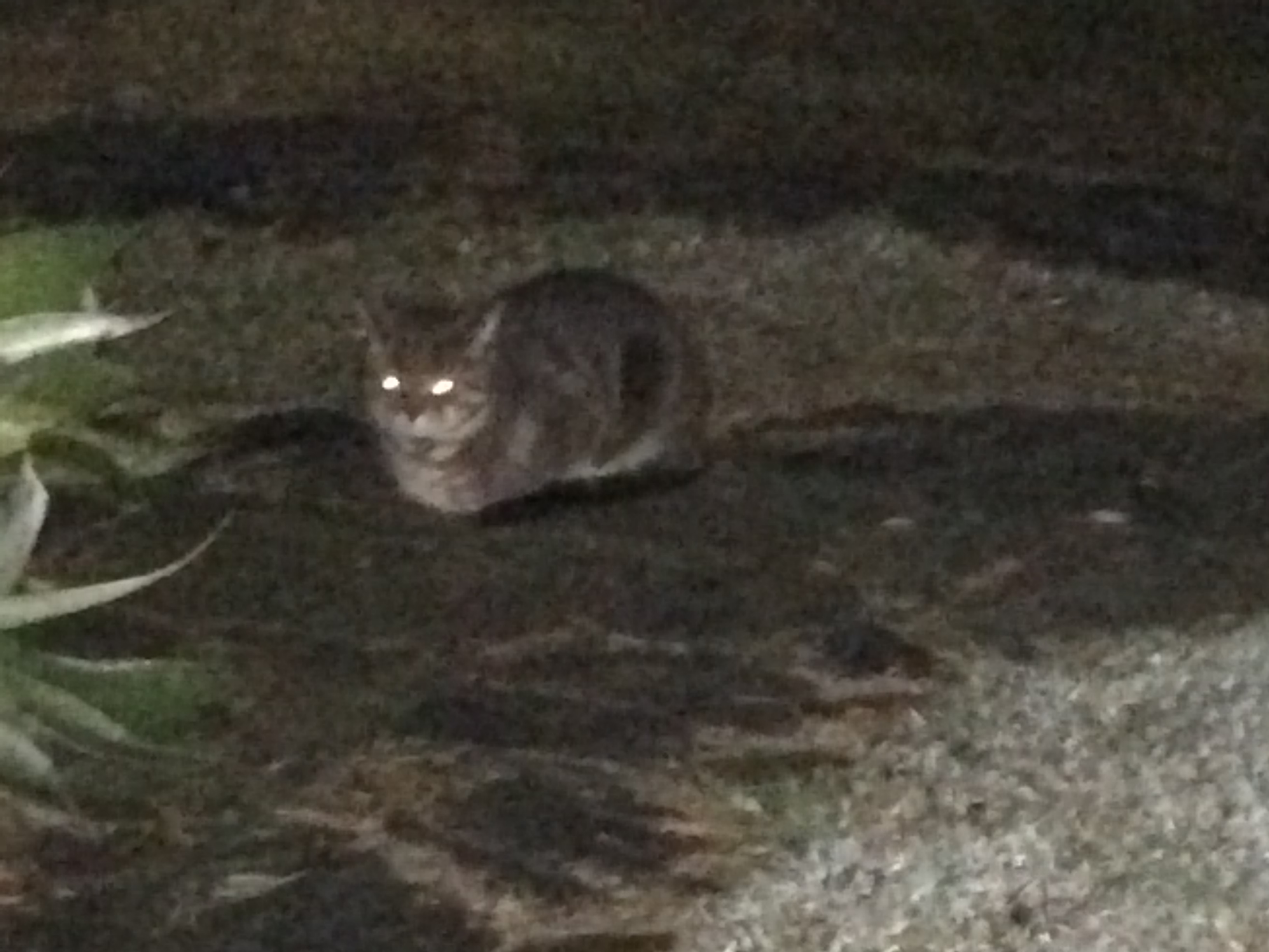 Unknown cat
      (Mika) on driveway.